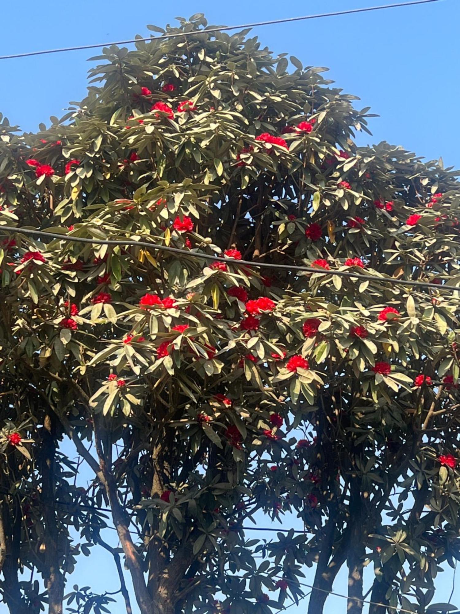 Nagarkot Resort Pvt. Ltd Екстер'єр фото